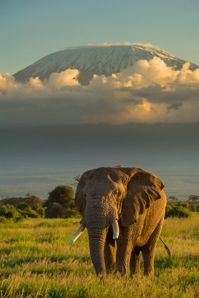 Un elefant en llibretat amb vistes al Mont Kilimanjaro