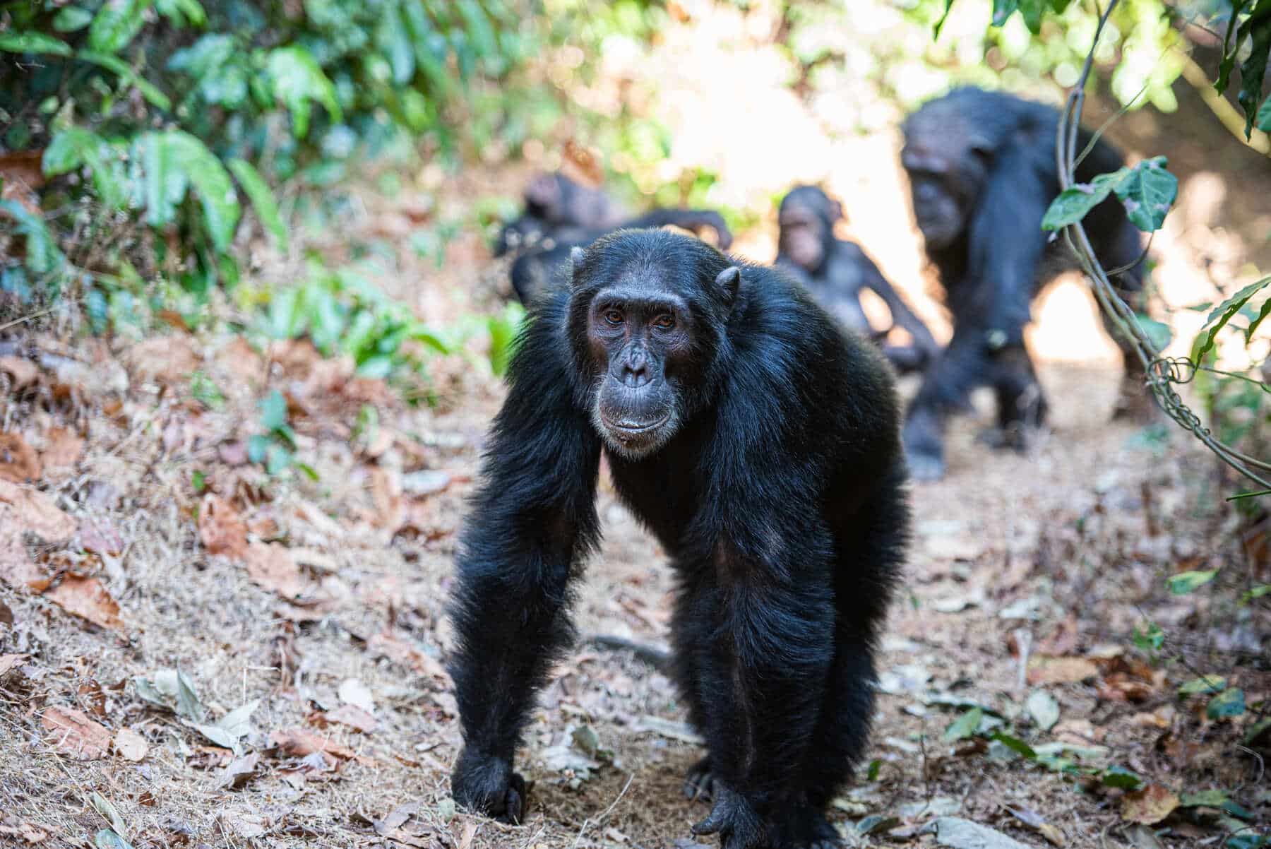 un chimpancé durante el safari en el parque nacional de Gombe en Tanzania