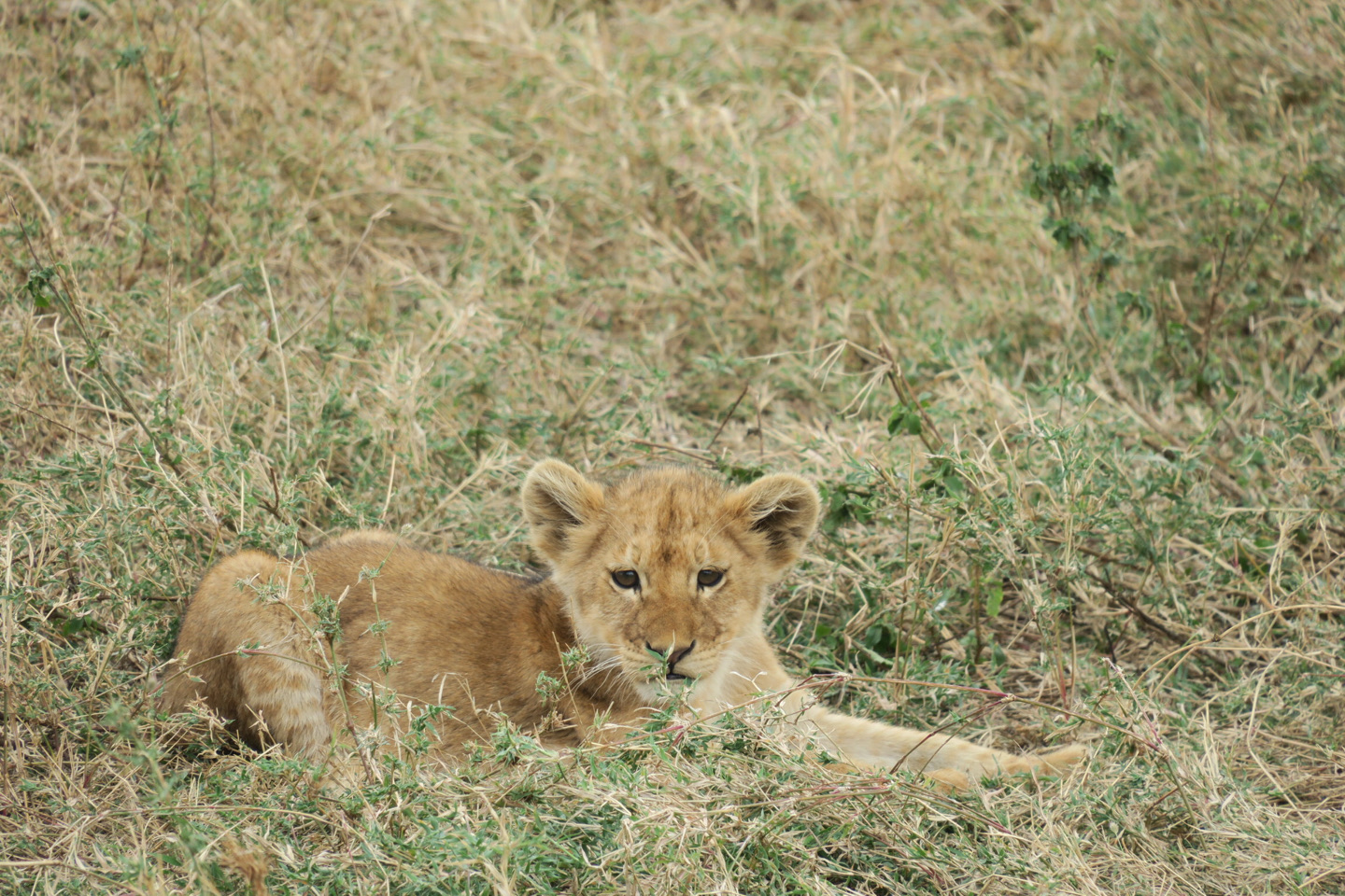 fotografías de leones tomadas con una cámara con zoom.
