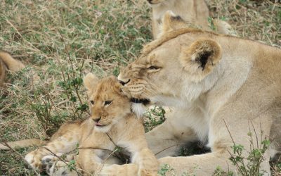 5-day safari in Tanzania