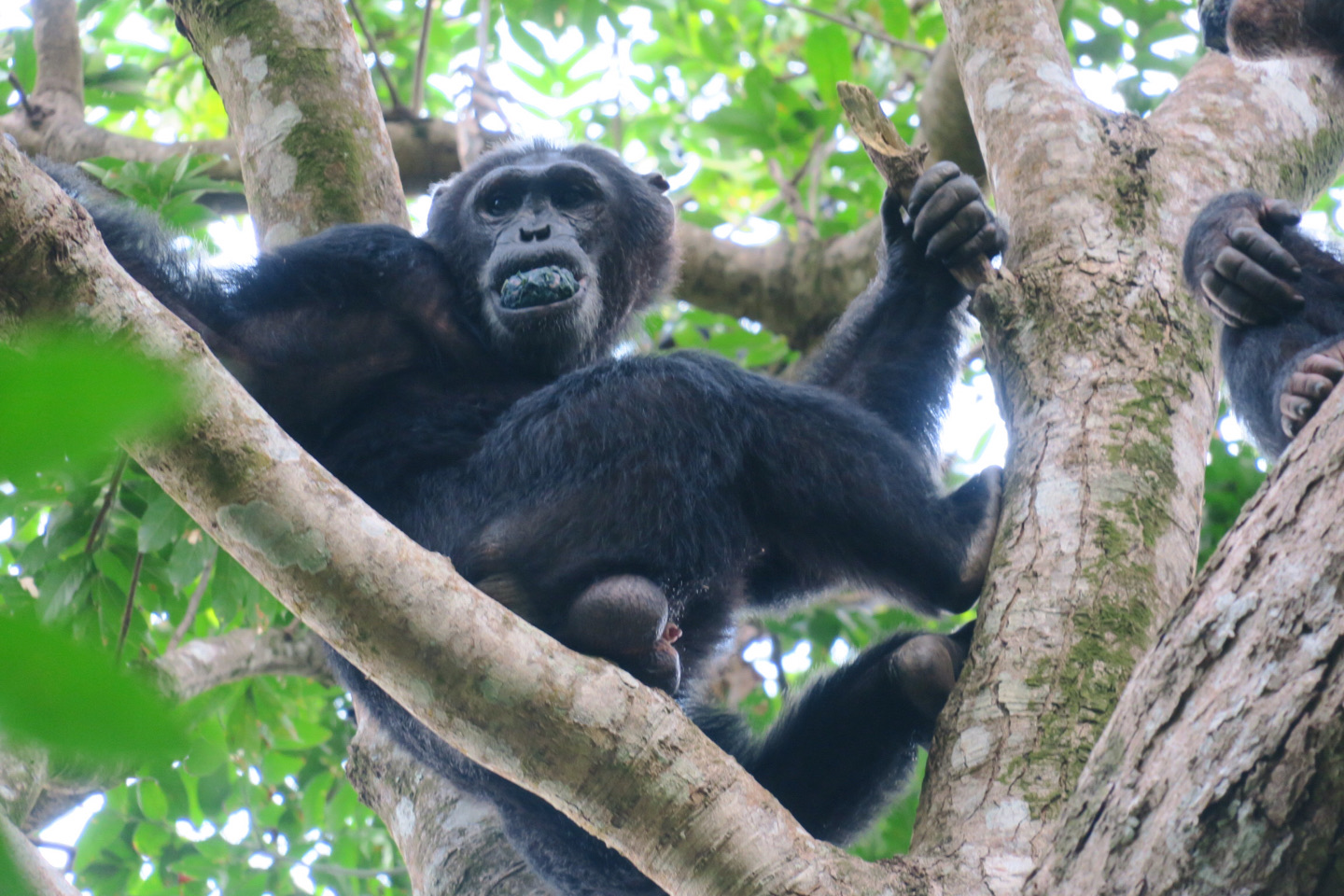 para ver  chimpancés en Gombe Tanzania se requiere mucha paciencia