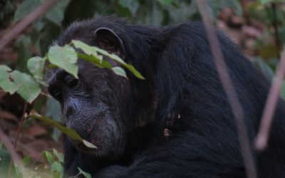 Ver chimpancés en Tanzania