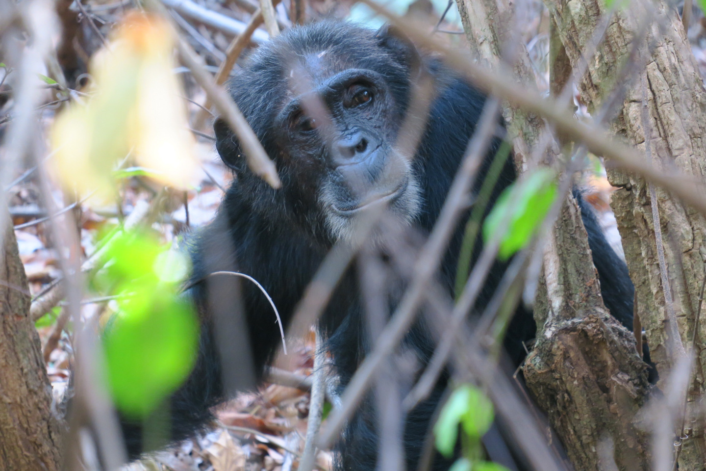 La mirada de un chimpancé