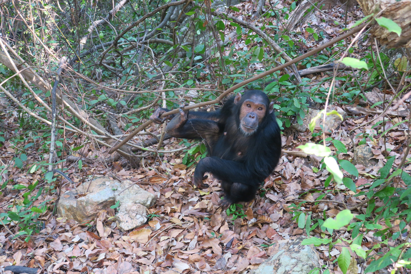 Un chimpancé observandonos en Gombe