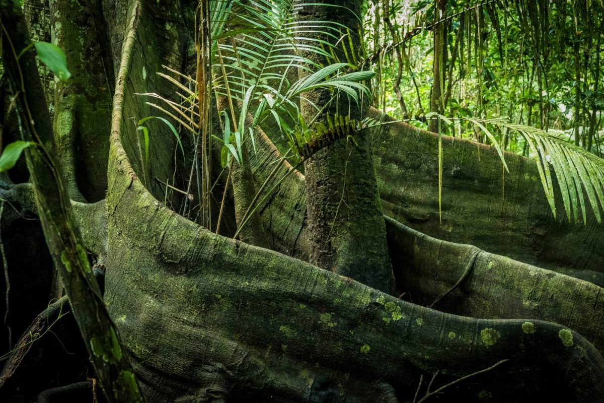 Arbres gegants de la selva amazònica.