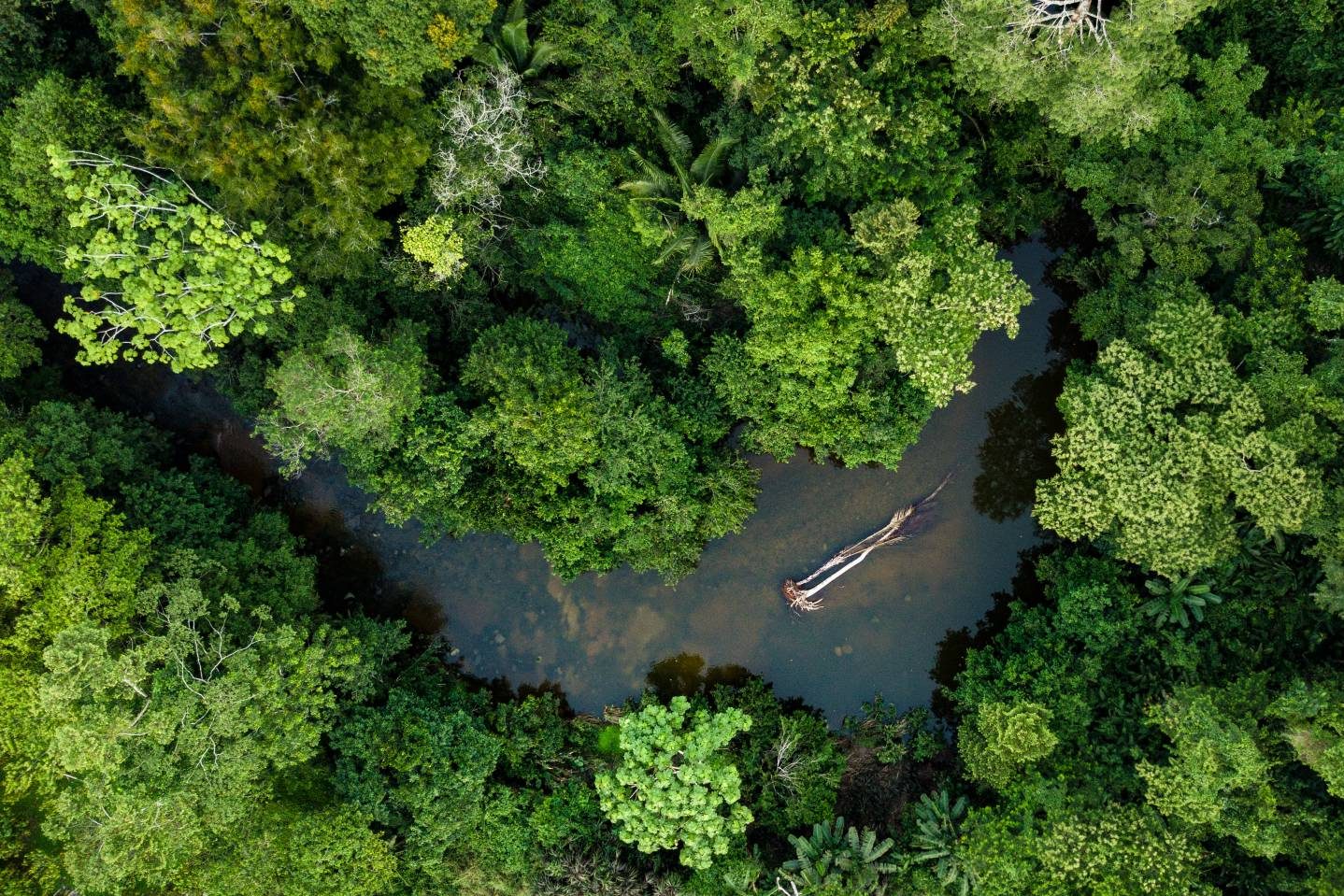 Riu de l'Amazones al Perú