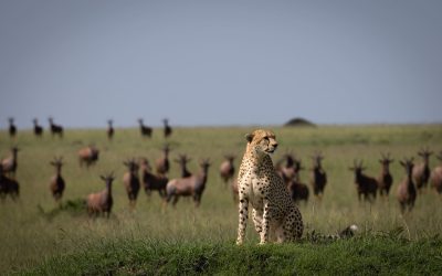 Información sobre el Masái Mara