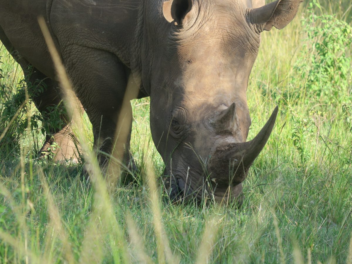 Rhinoceros safari kenya