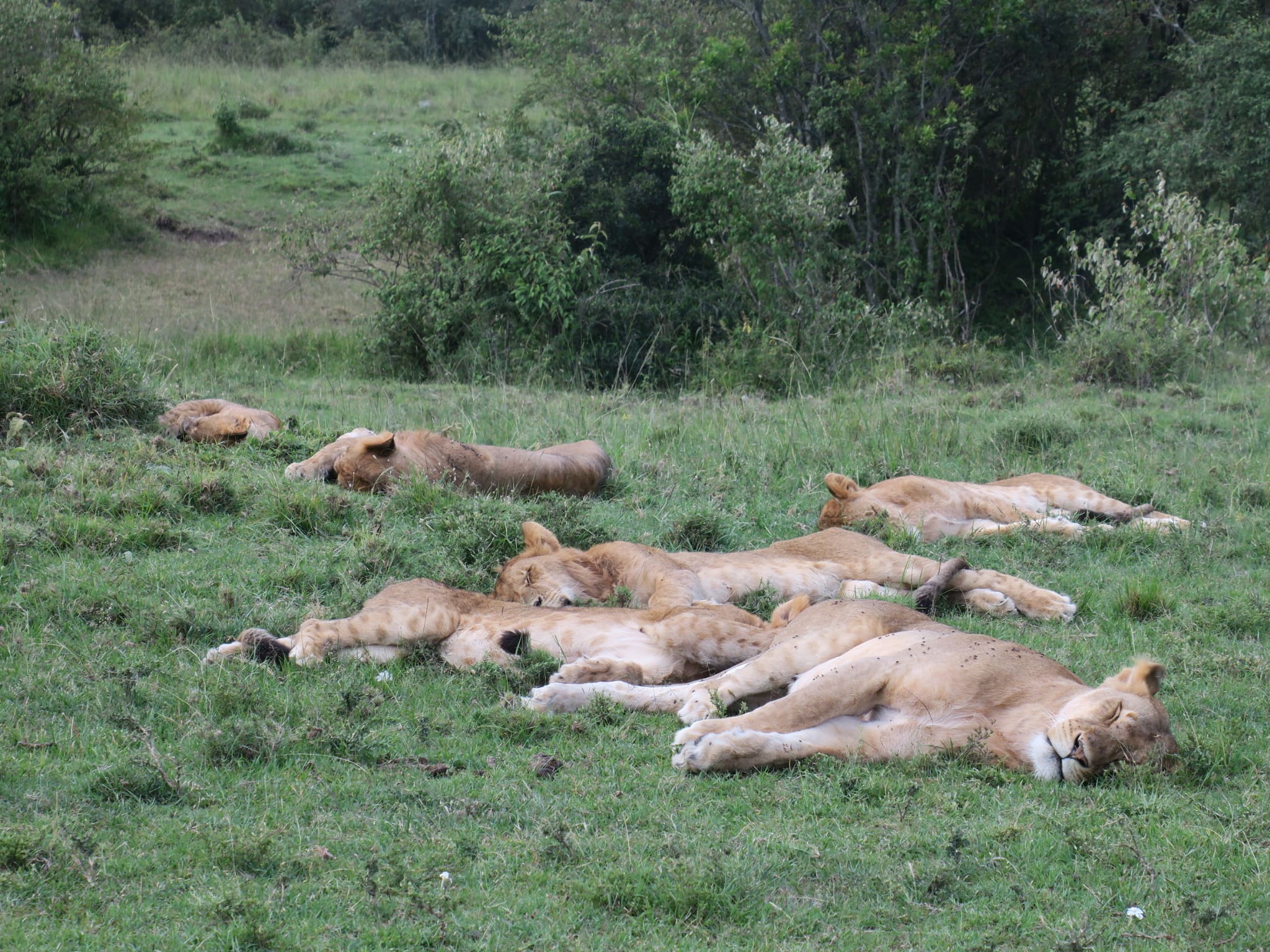 ver una familia de leones durante nuestro safari en kenia