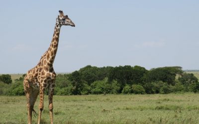 Precio de un Safari en Kenia