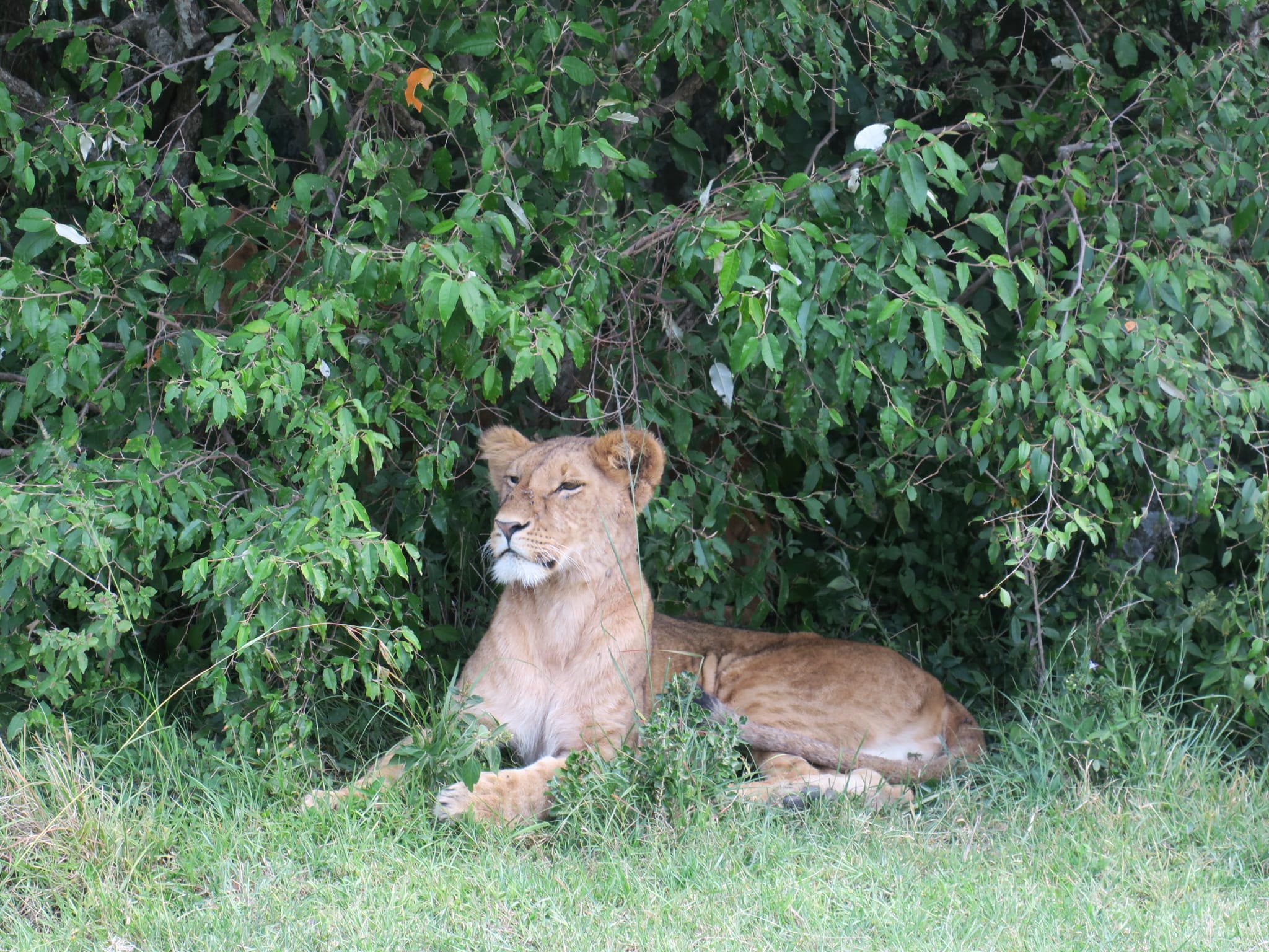 cría  leon durante safari