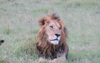 Los Big Five de la Sabana Africana