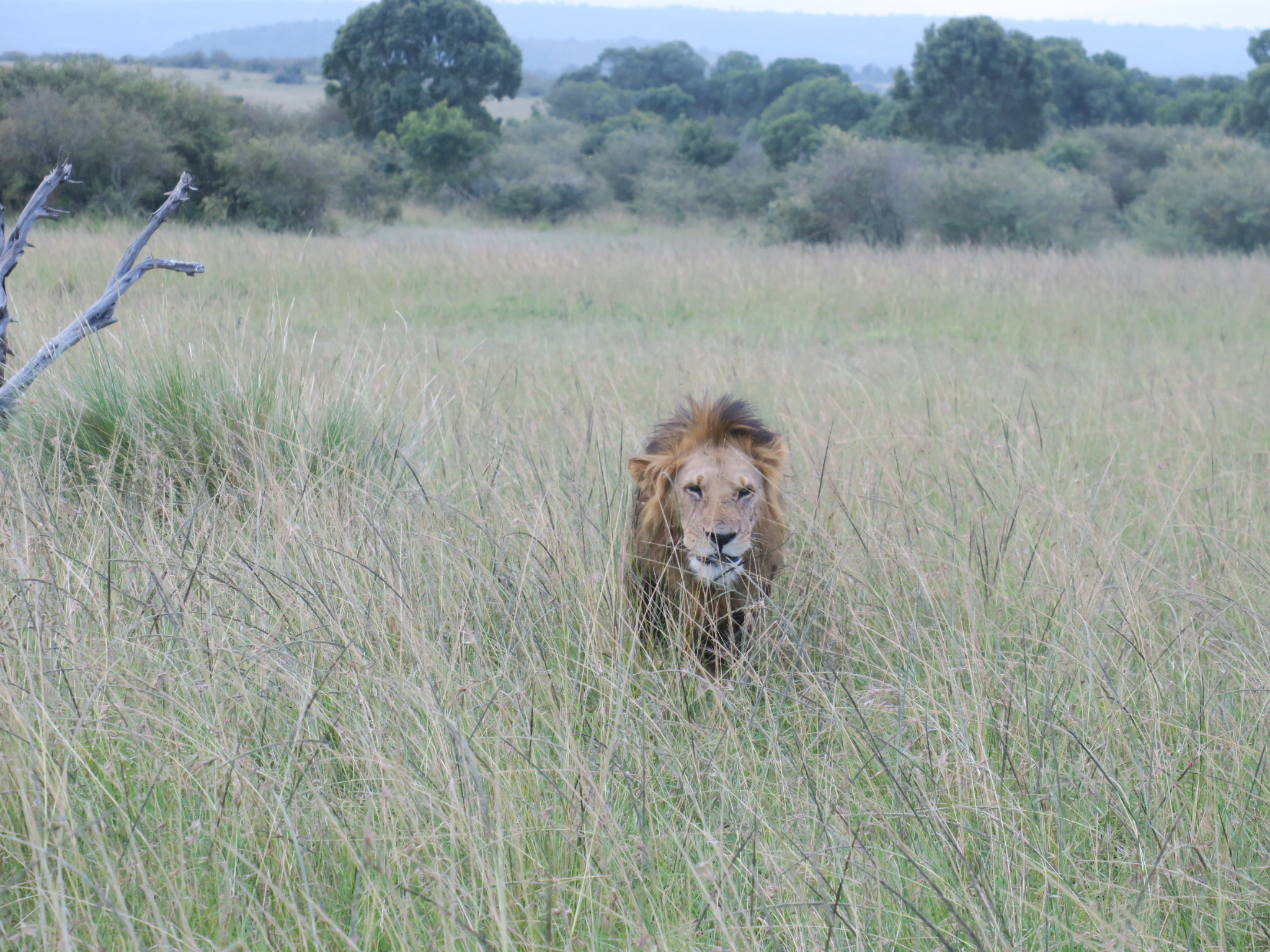 Ver el león es uno de los motivos para hacer un safari en Kenia 