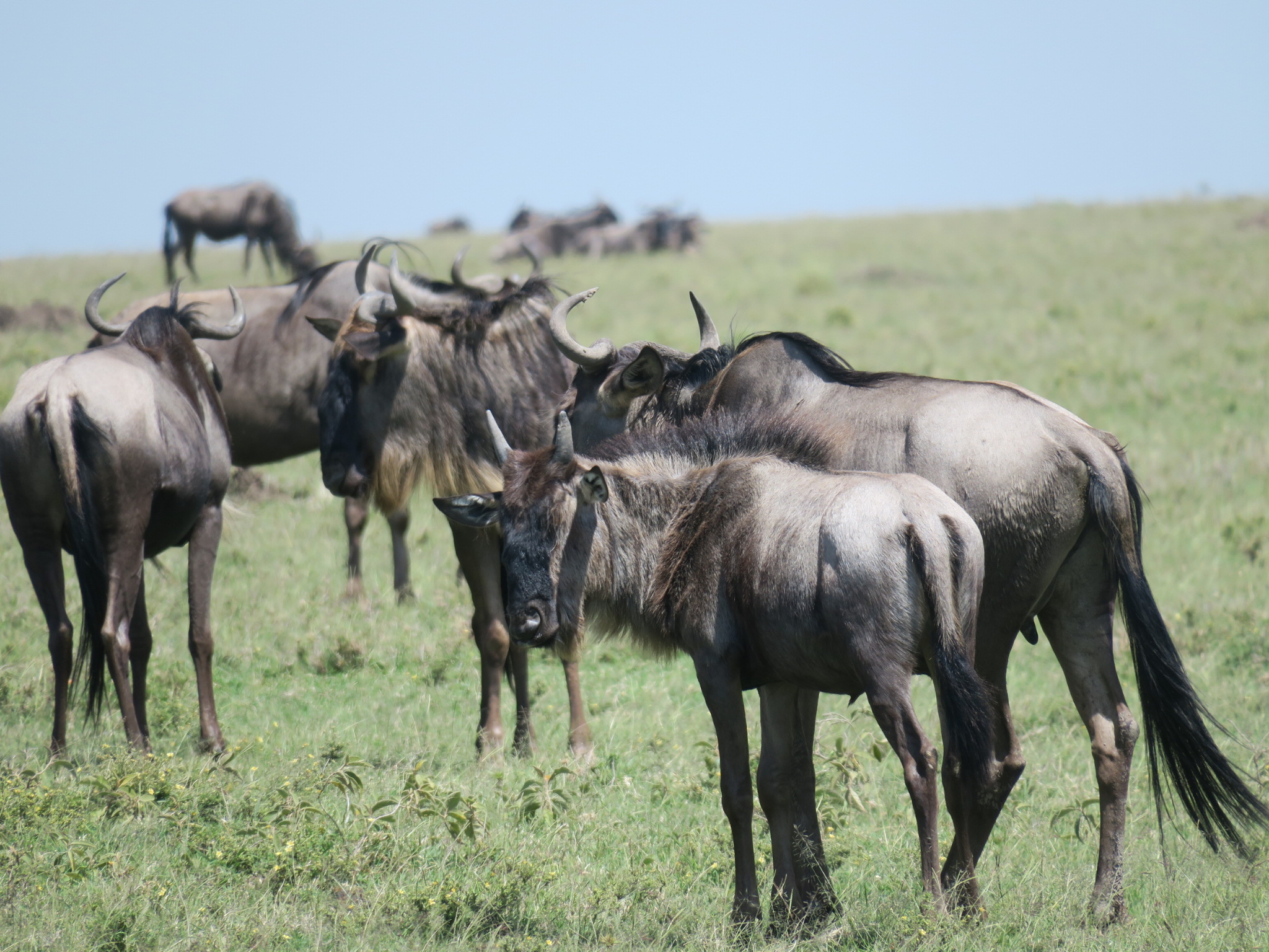 Ñus durante nuestro safari en el Masái Mara.