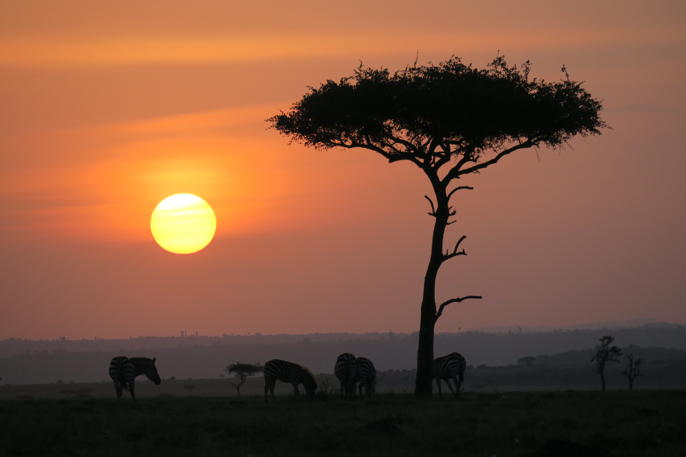 Leona y su cría descansando en Serengueti