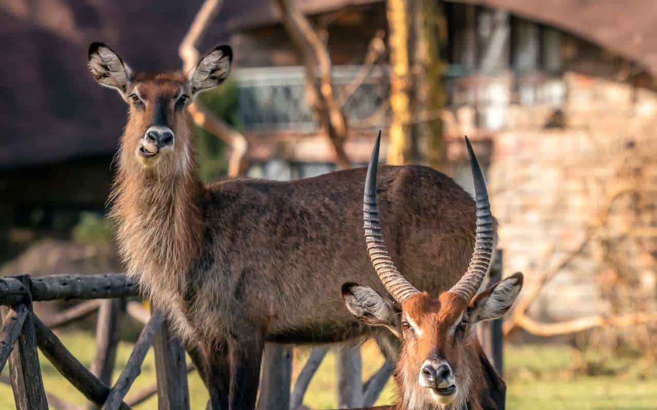 animals passejant al nostre allotjament al Llac Naivasha