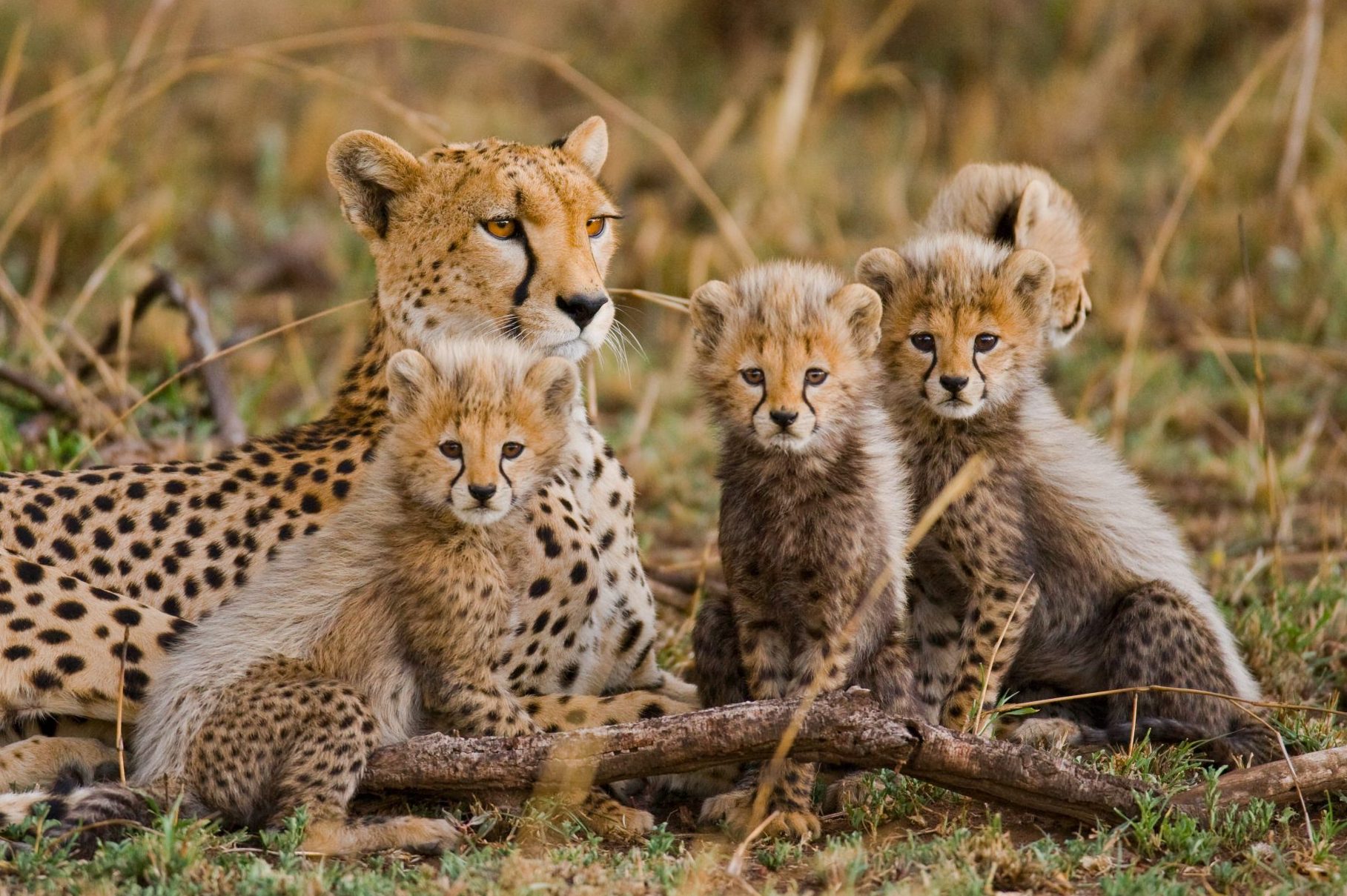 Familia guepardos durante viaje a Tanzania 10 días - portada