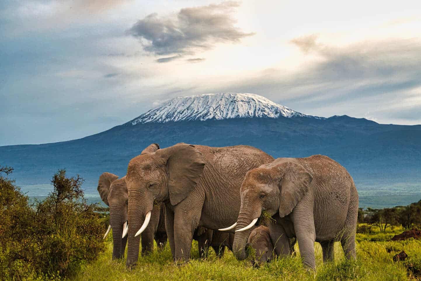 Safari De 8 D as En Amboseli Y En El Mas i Mara Trip To Help