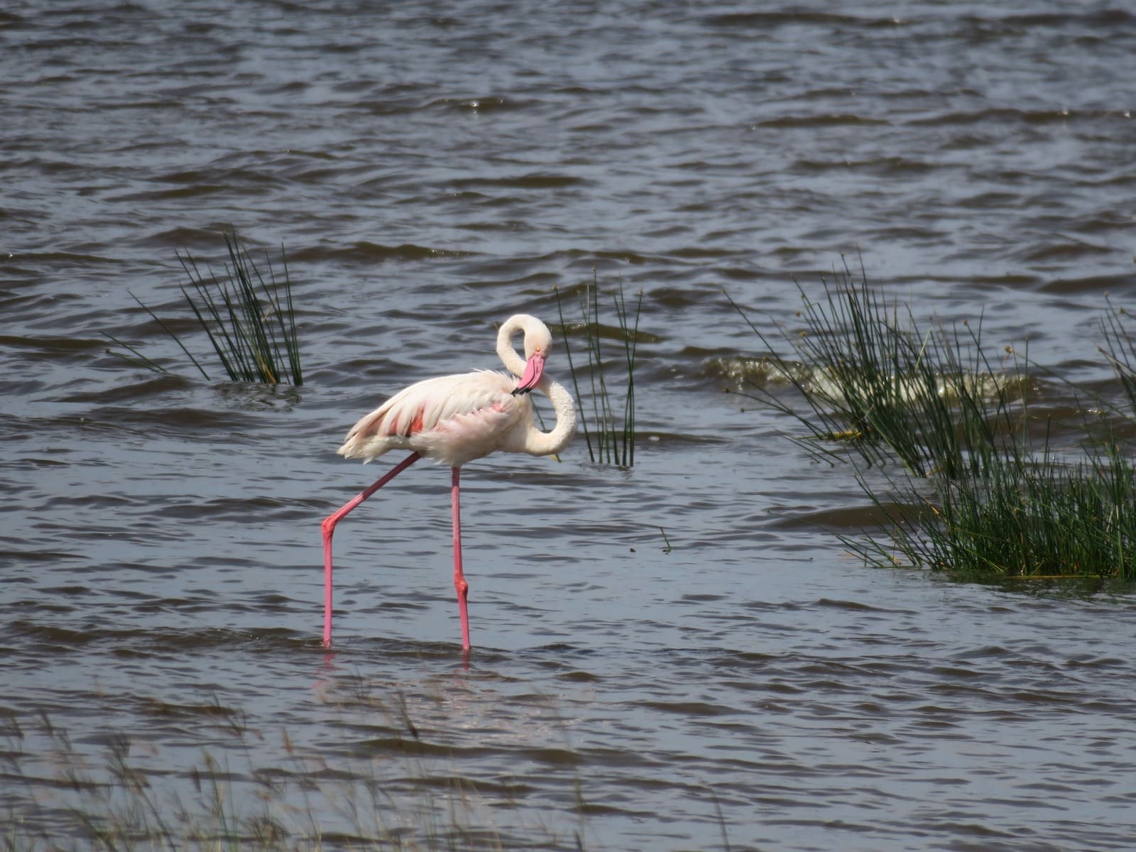 Un Flamengo en el Lago Nakuru