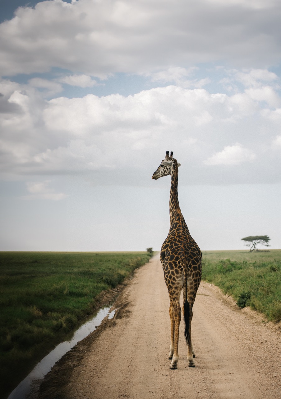 Durante el viaje de 8 días Tanzania visitaremos el Serengueti.