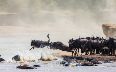 Ver la gran migración en Kenia: Un Espectáculo Natural Inolvidable