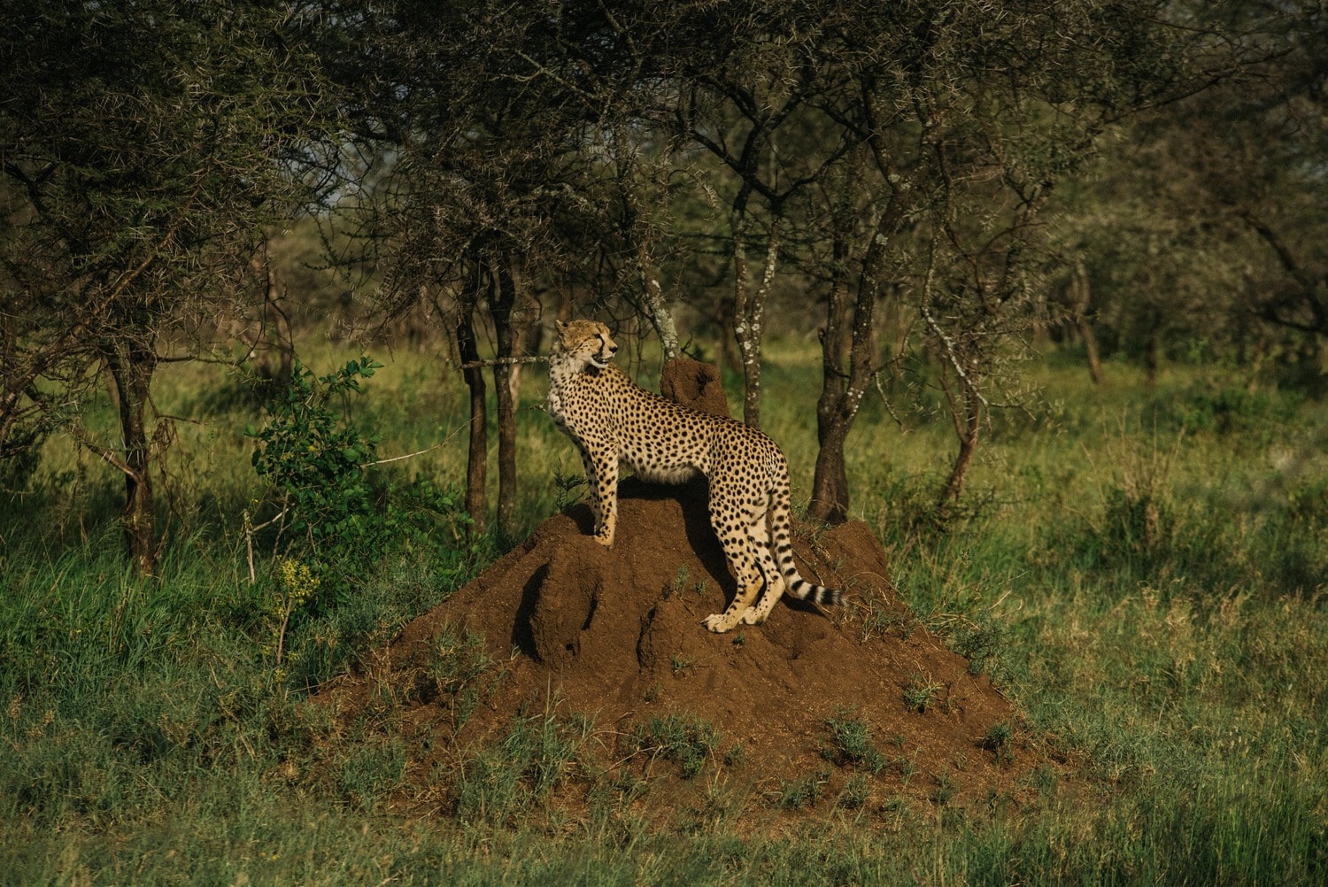 Guepardo visto durante los 8 días de Safari en Tanzania