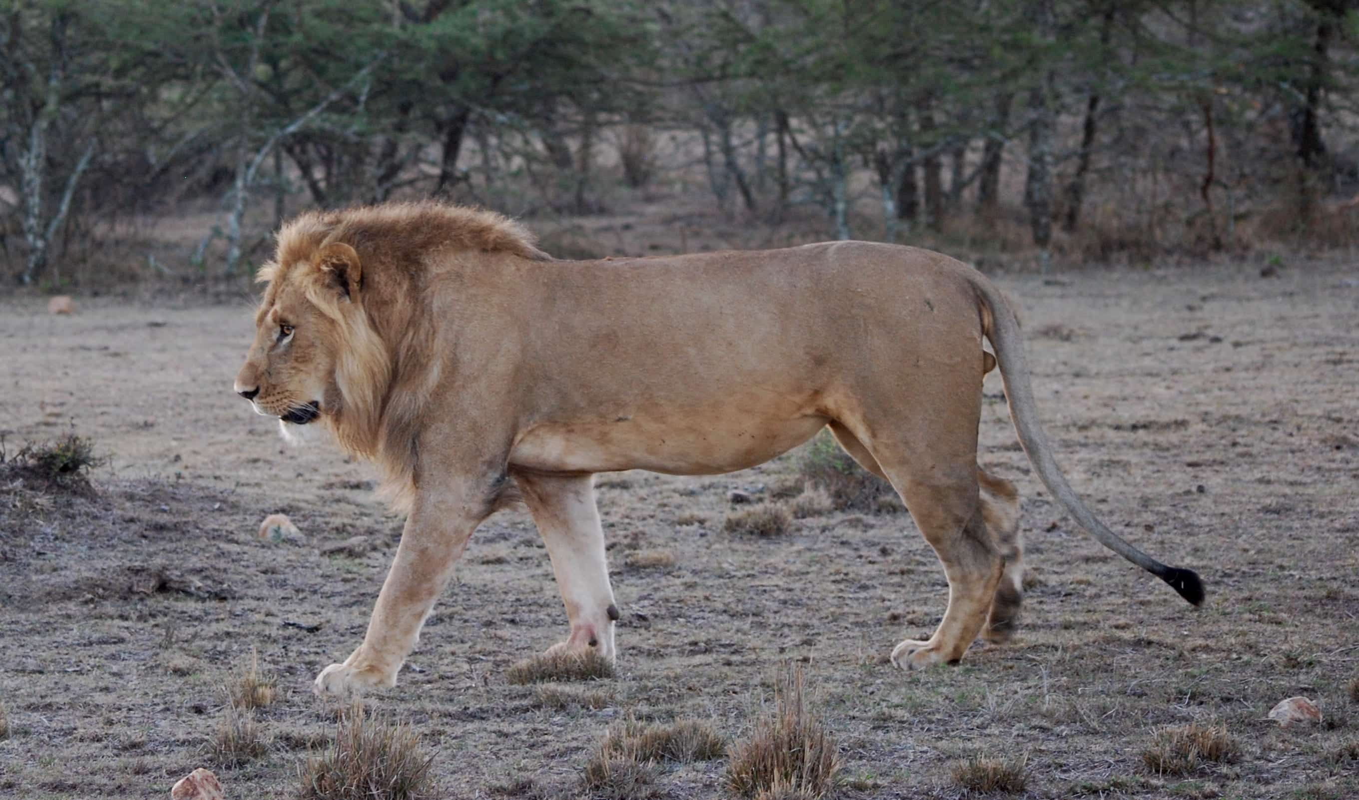 Male lion walking on safari in Kenya.