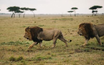 Serengueti o Masái Mara: ¿cuál es el mejor safari?