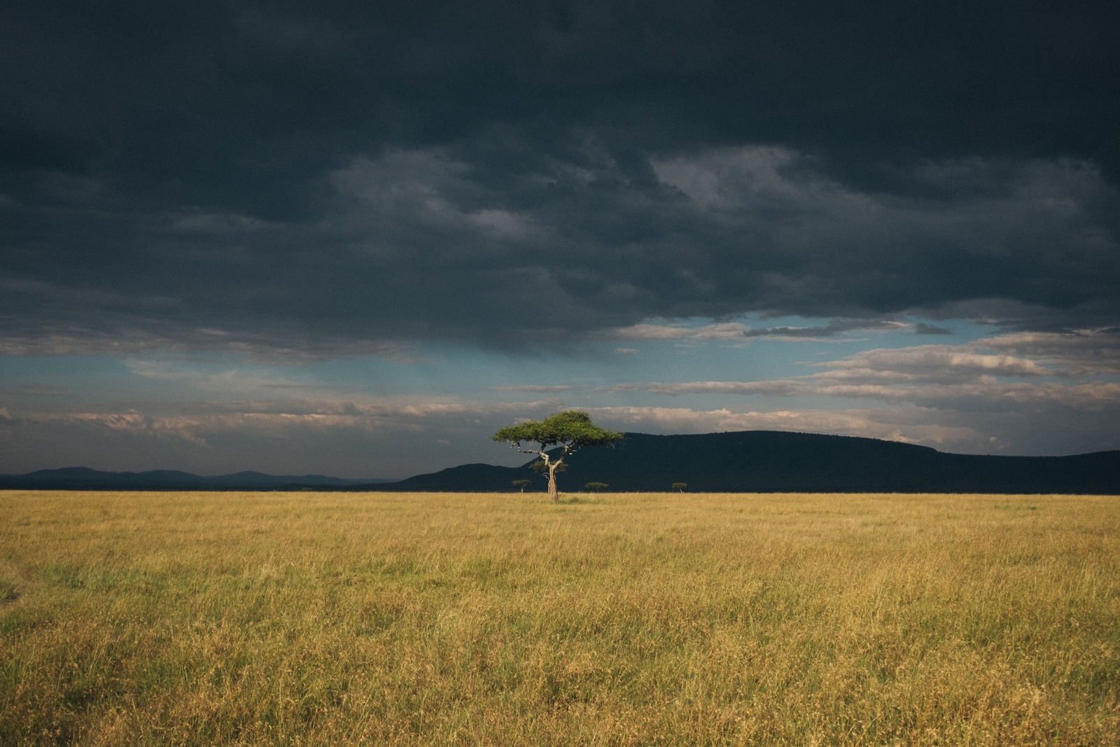 Lemek Conservancy en el masái mara.