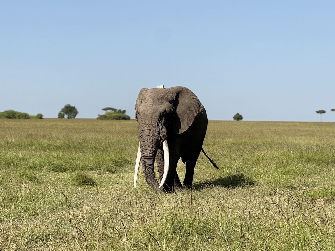 Uno de los elefantes más grandes del Ecosistema Masái Mara - Serengueti.