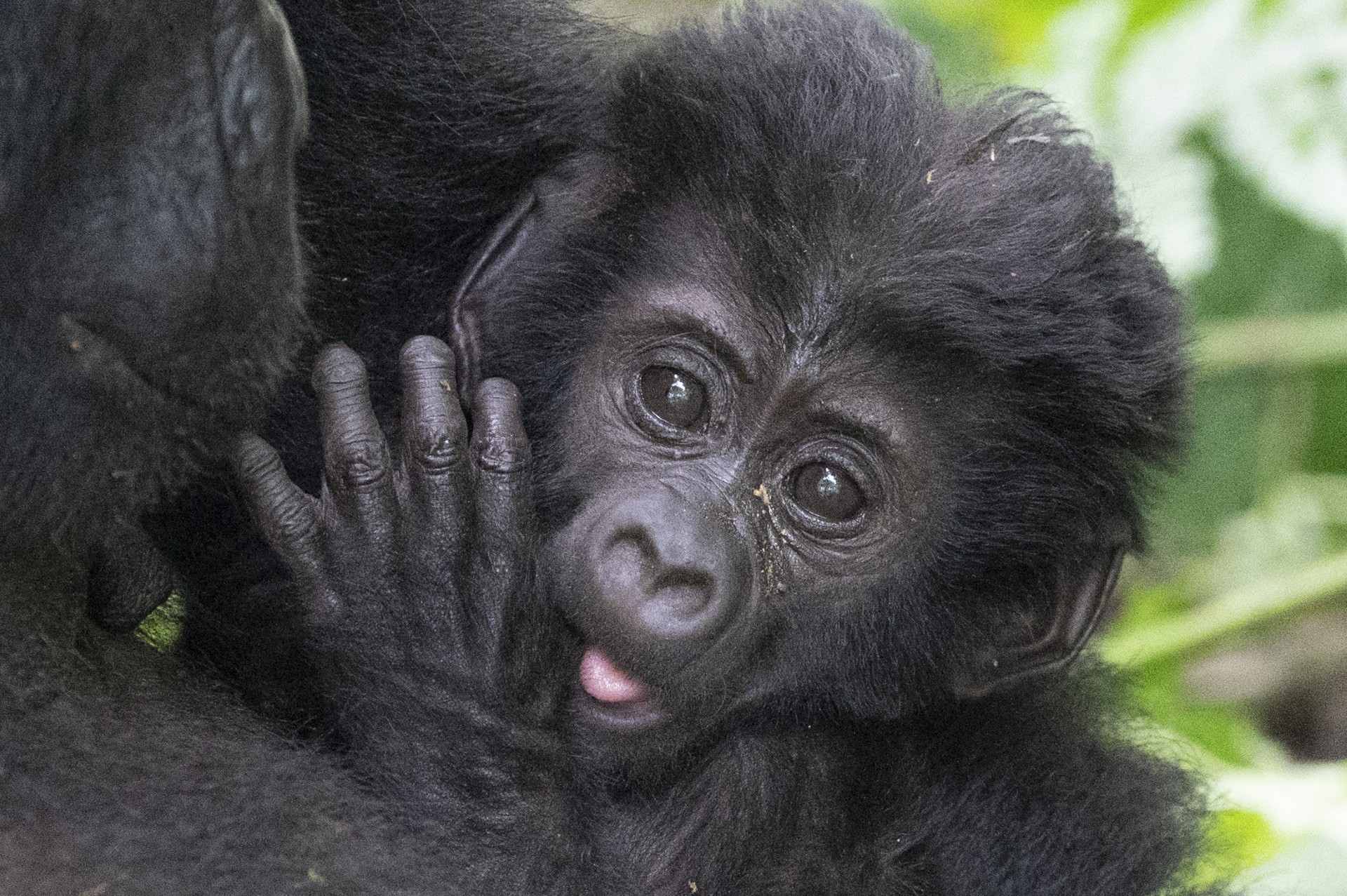 una cría de gorila vista durante nuestro safari en Uganda.