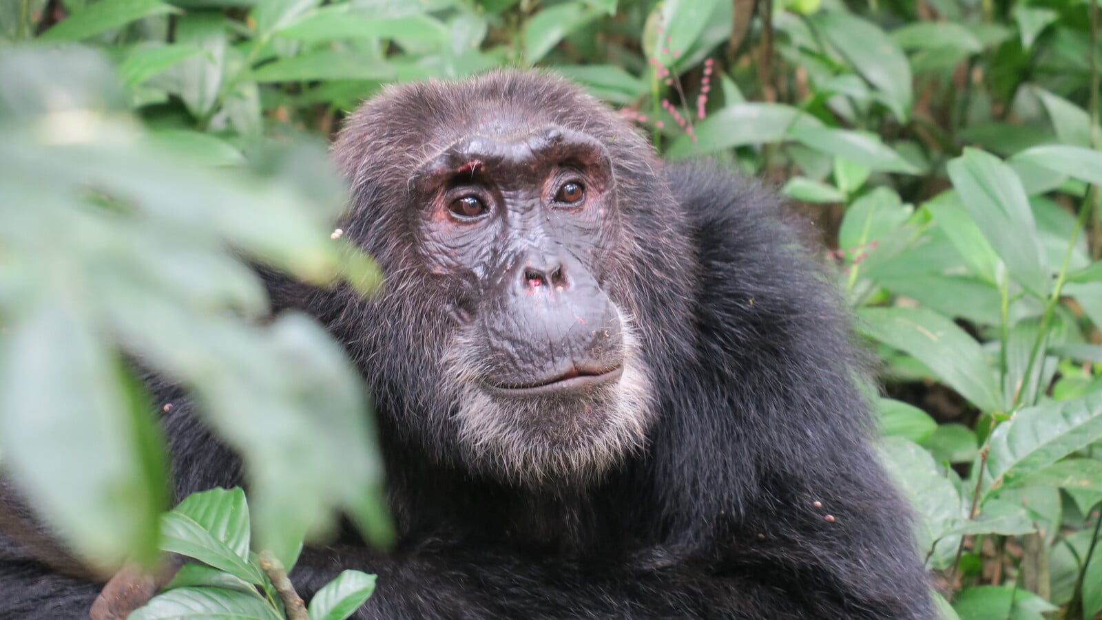 Chimpancés en Uganda - Kibale Leona y su cría descansando en Serengueti