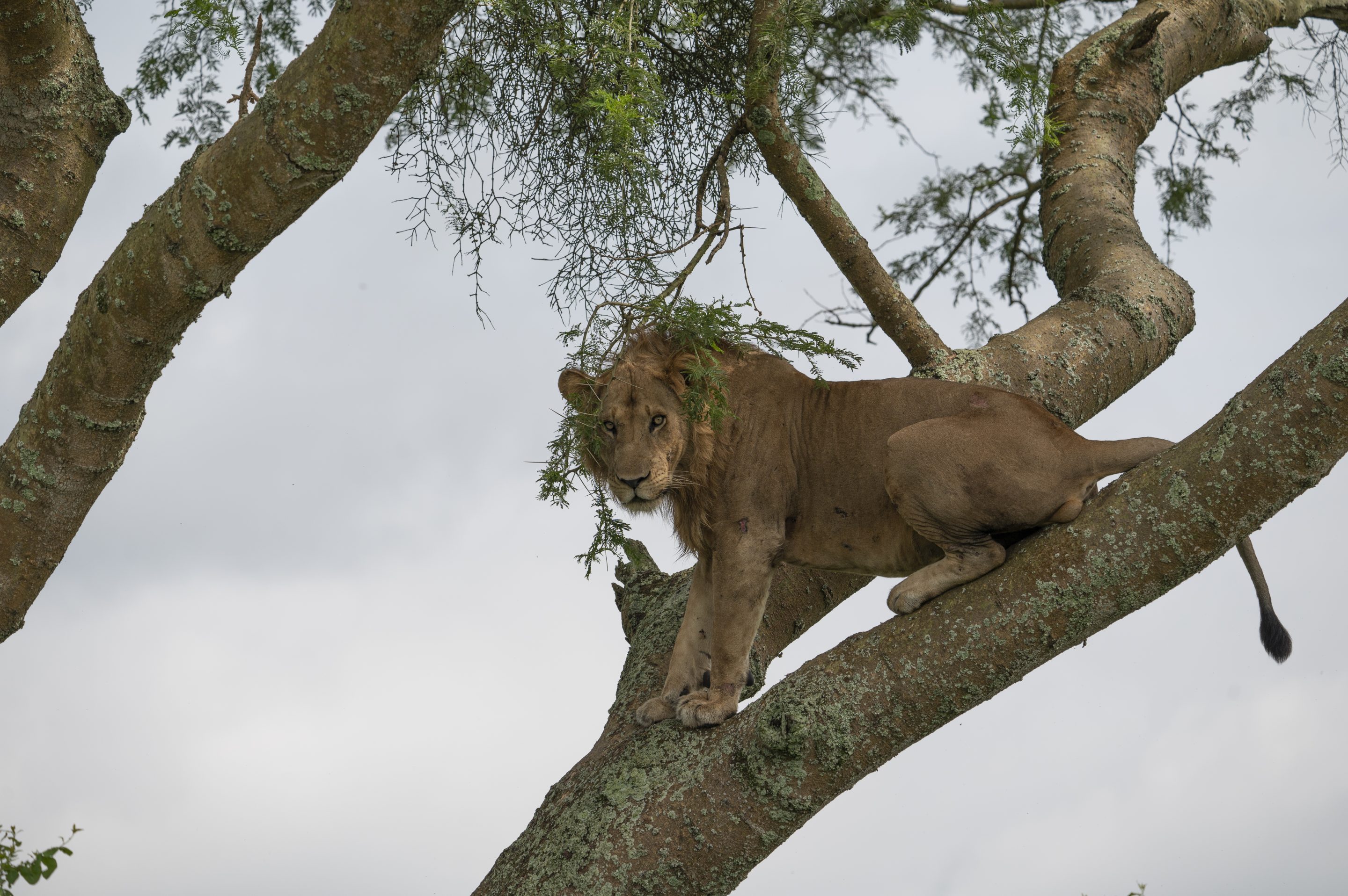 Una leona trepadora durante nuestro viaje a Uganda de 12 días