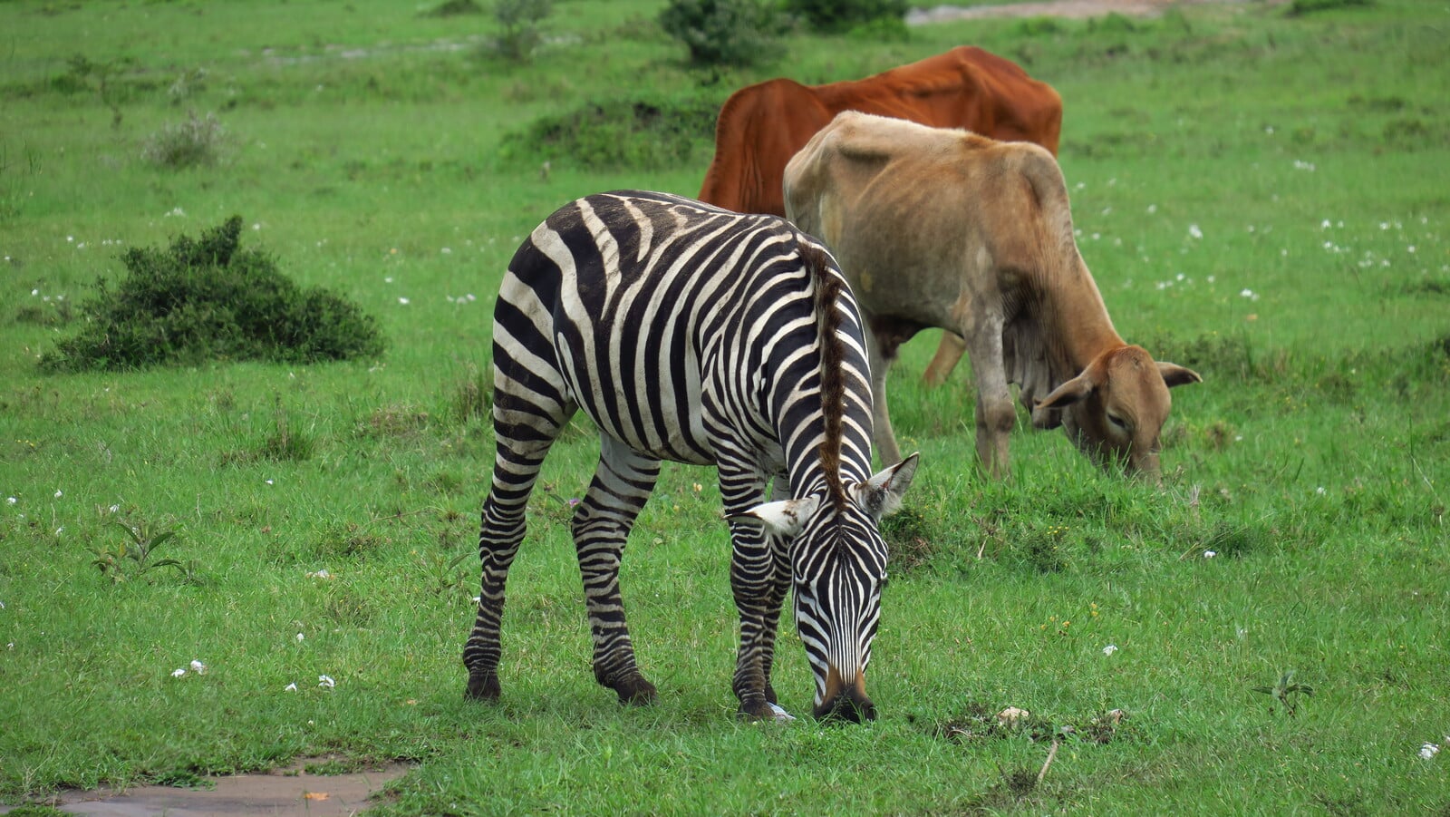 haciendo un safari en Nashulai se ve como conviven la fauna salvaje con la vida local. En esa foto se ve claramente.