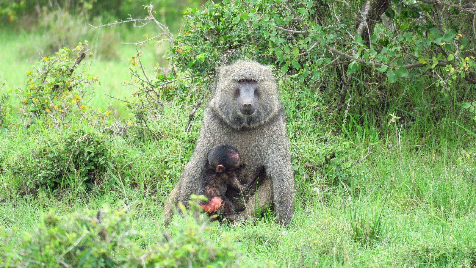 Babuinos durante nuestro safari en Kenia
