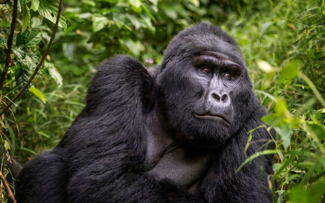 Ver gorilas en Uganda: nuestra experiencia en Bwindi