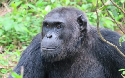 Safari en el Queen Elizabeth Park en Uganda