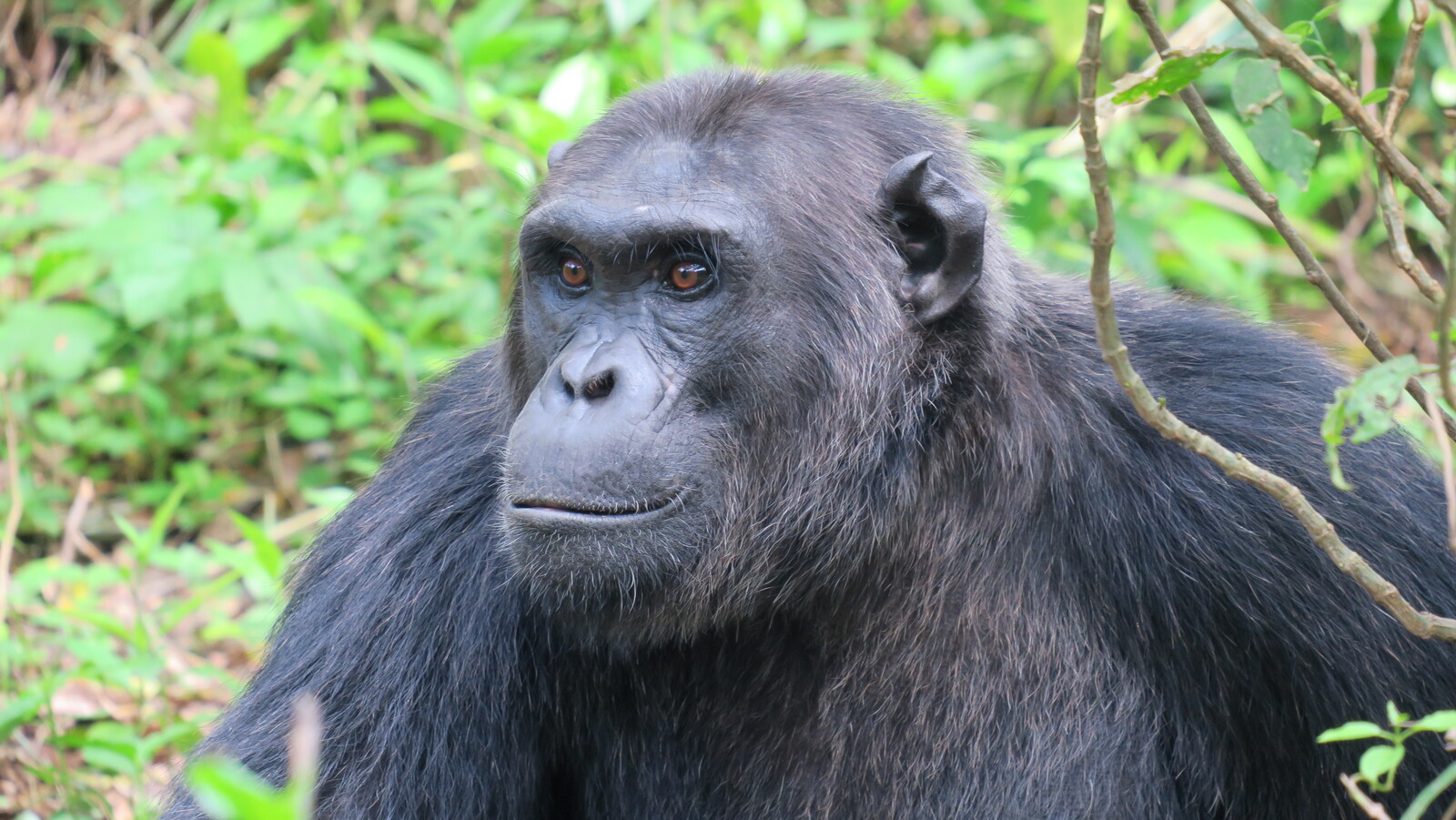 Los chimpancés son otro de los principales puntos de interés del safari en Uganda para ver los Gorilas