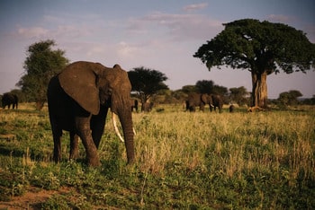 safari-tarangire-grupo-elefantes.jpg 350x230 Leona cuidando a su hijo durante safari tanzania