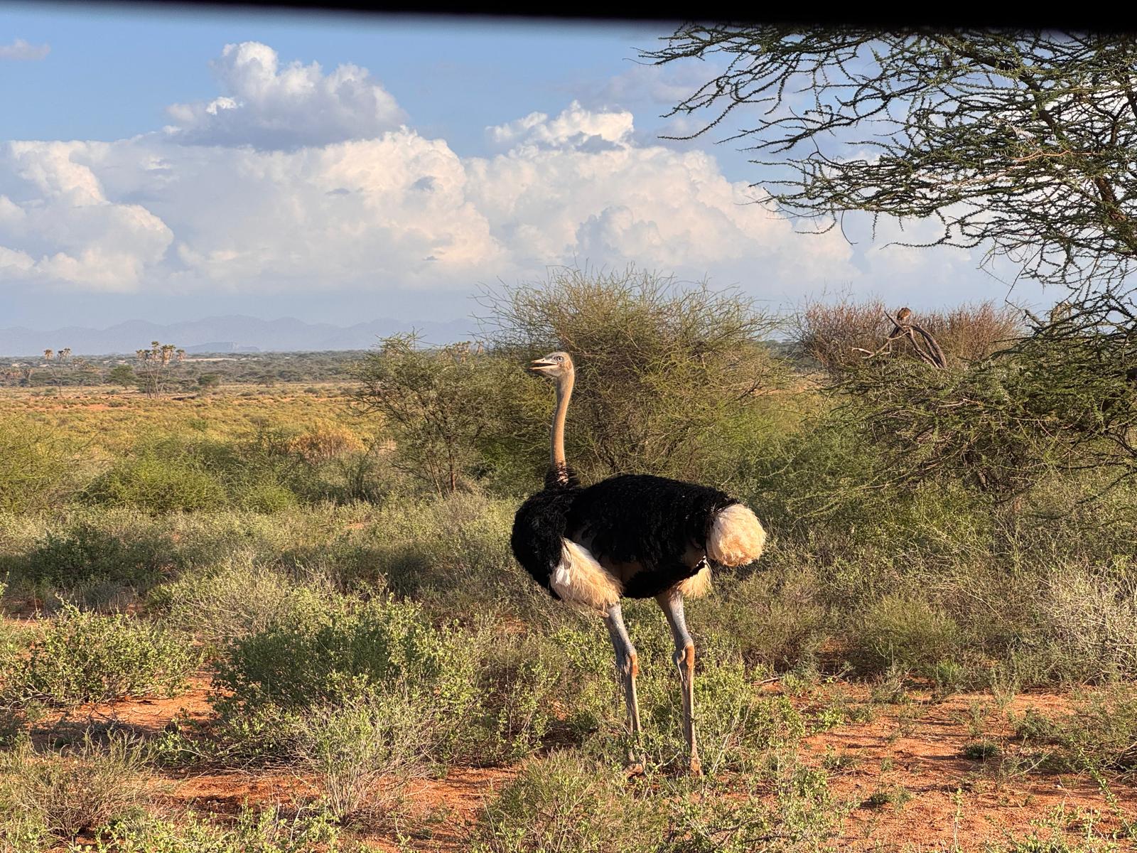 el avestruz somalí es uno de los Samburu special five