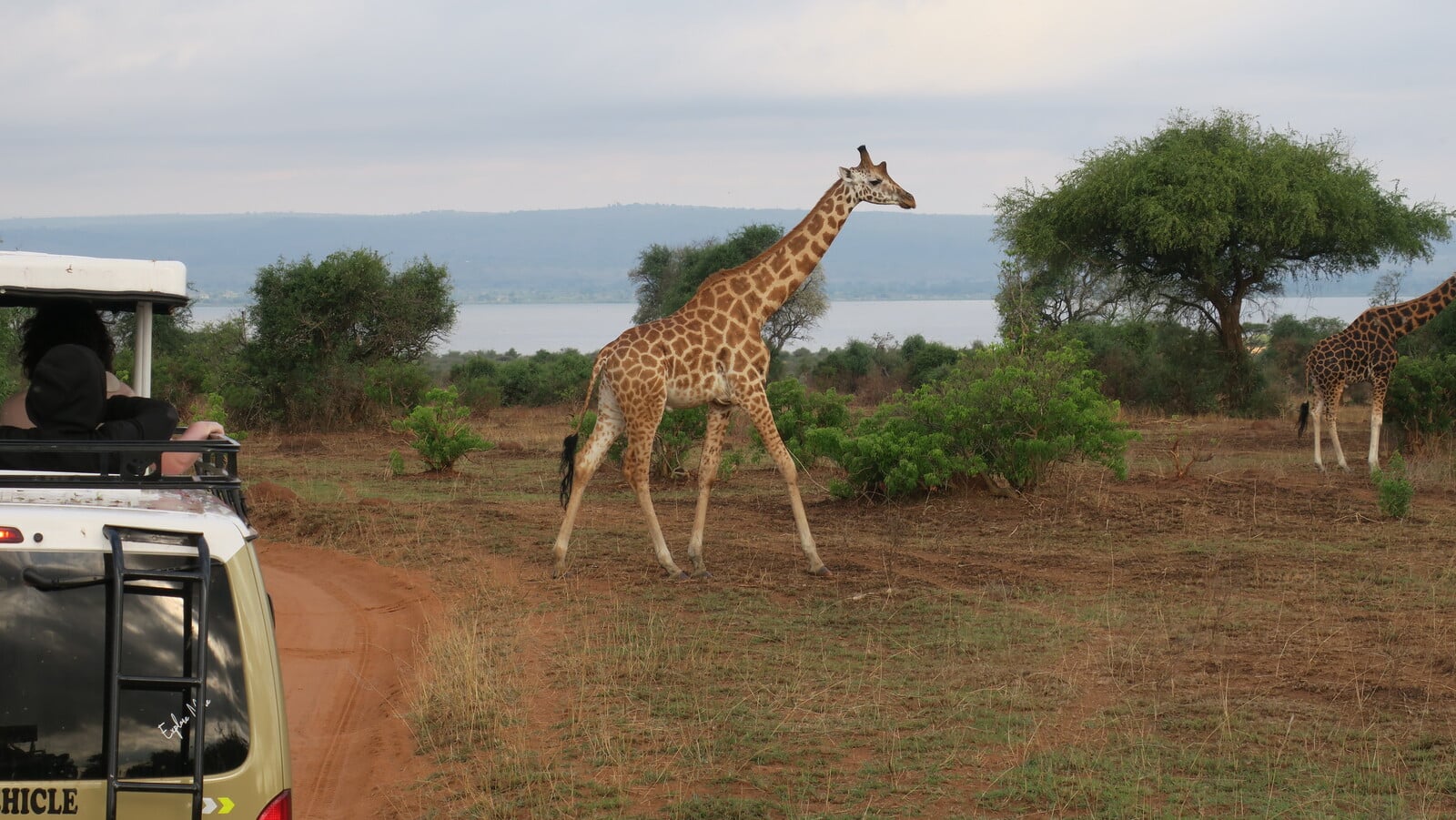 Una jirafa durante nuestro safari en Murchison
