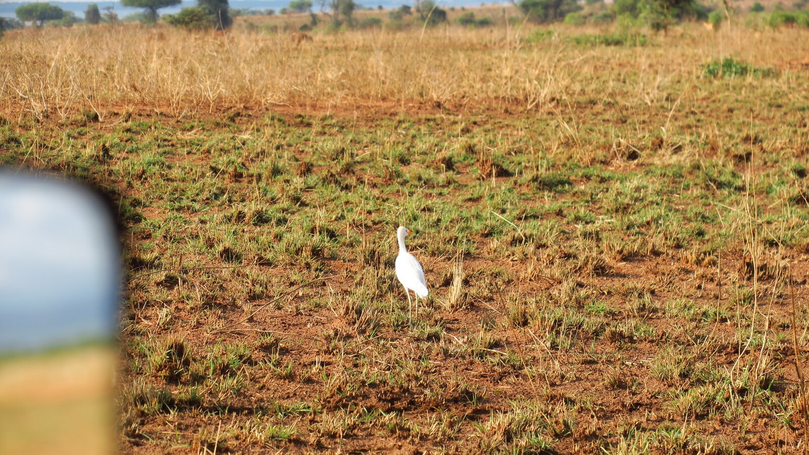 Aves durante el safari en el Parque Nacional Murchison.
