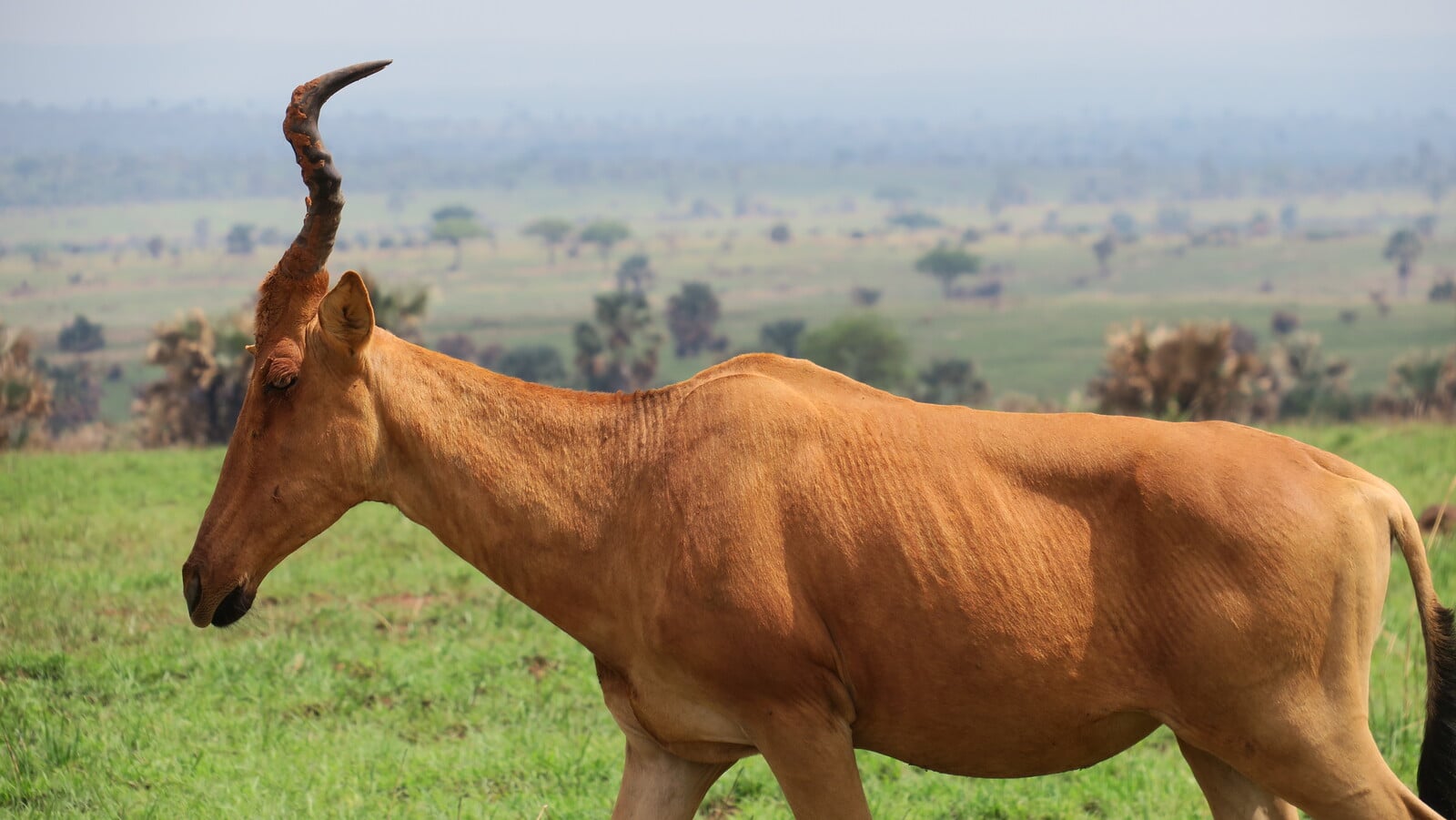 alcélafo de Jackson, un antilope muy grande, tipico de esa zona de Uganda