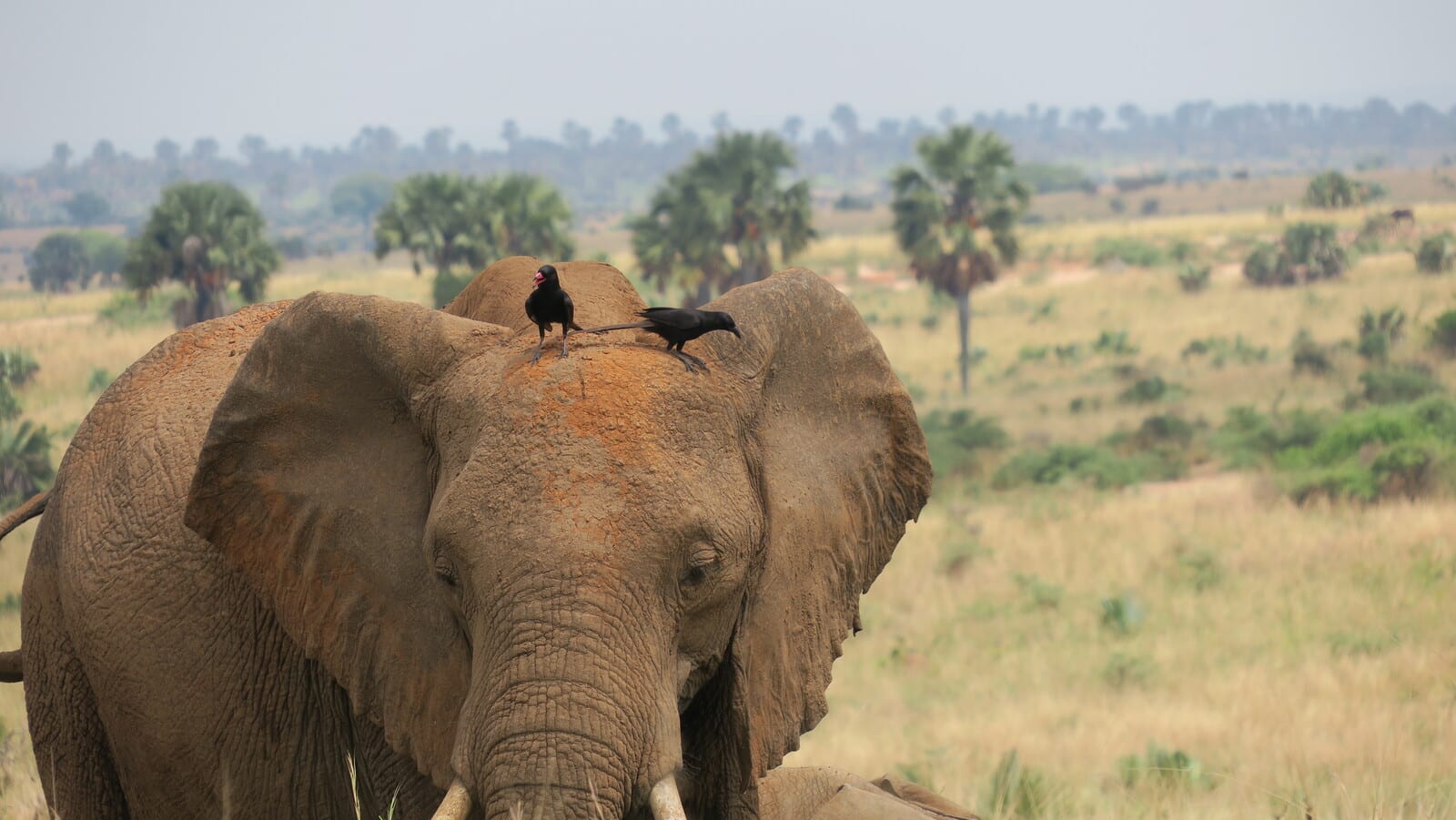 Un elefante con dos piapiacs (uno joven y uno adulto) en una relación simbiotica