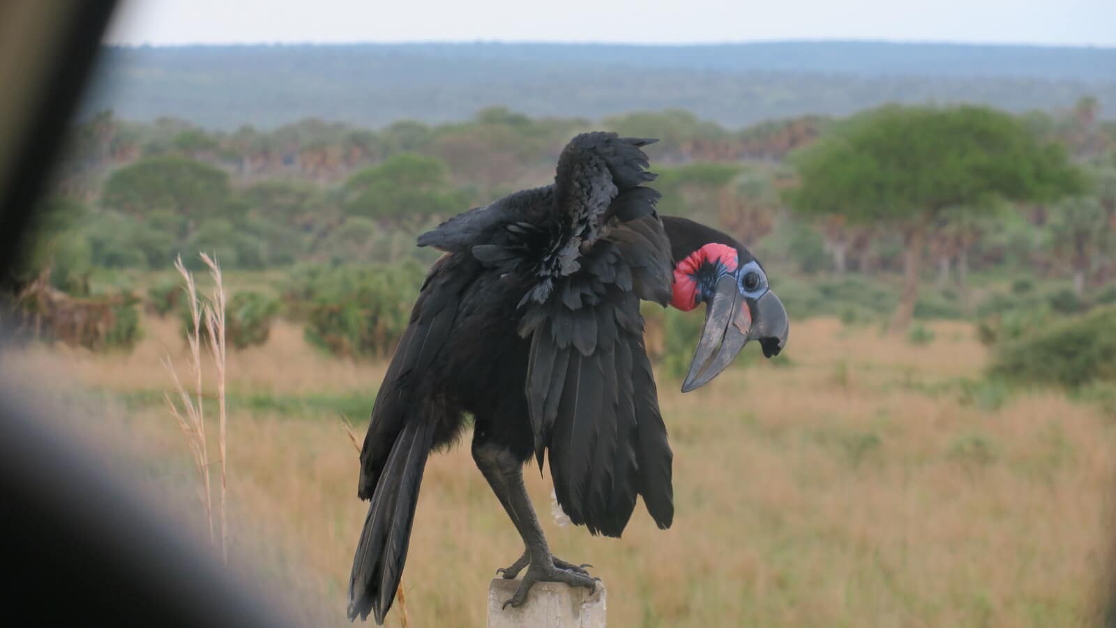 cálao terrestre sureño (nombre científico: Bucorvus leadbeateri)