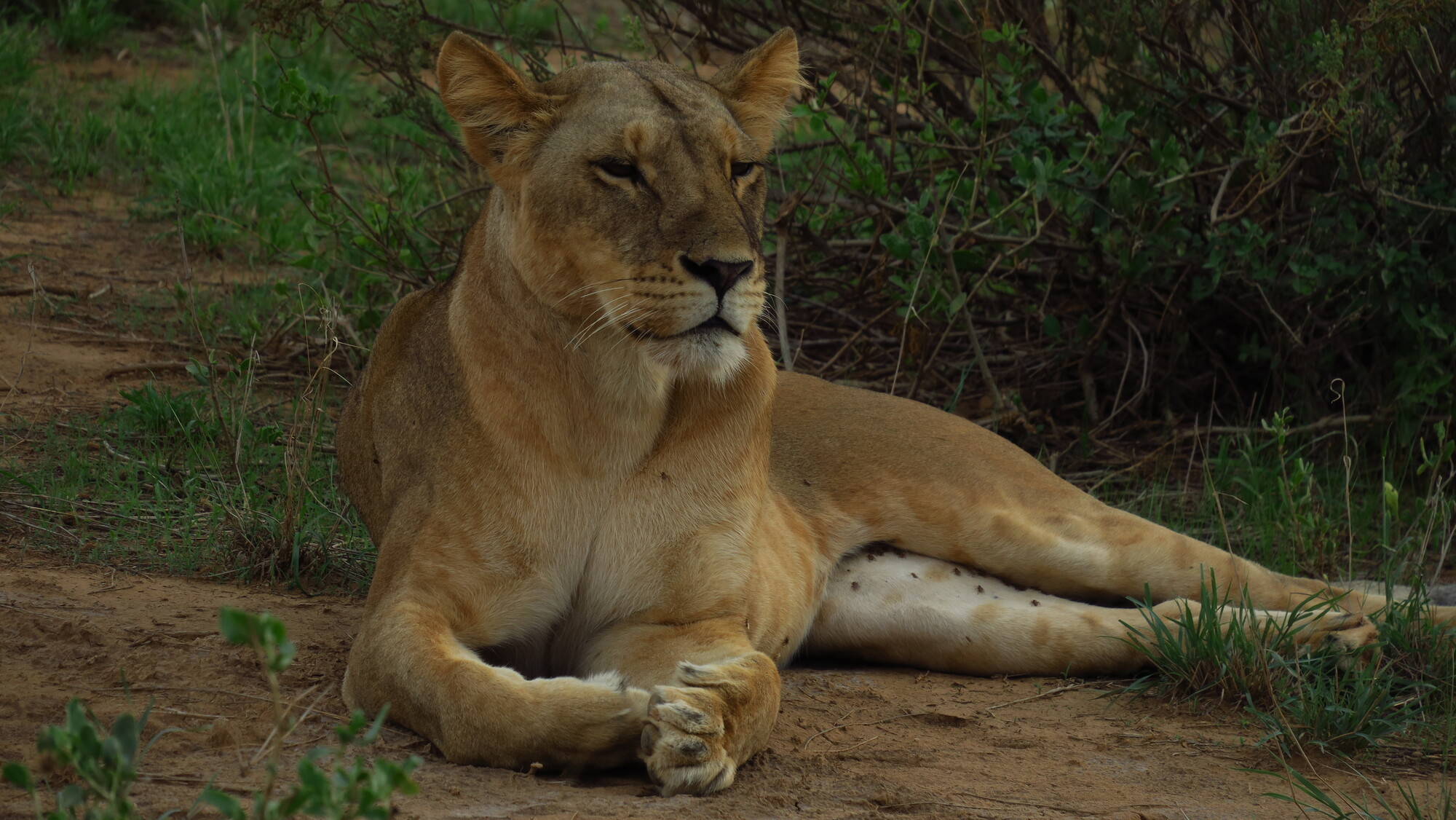 Una leona durante el safari en Samburu.