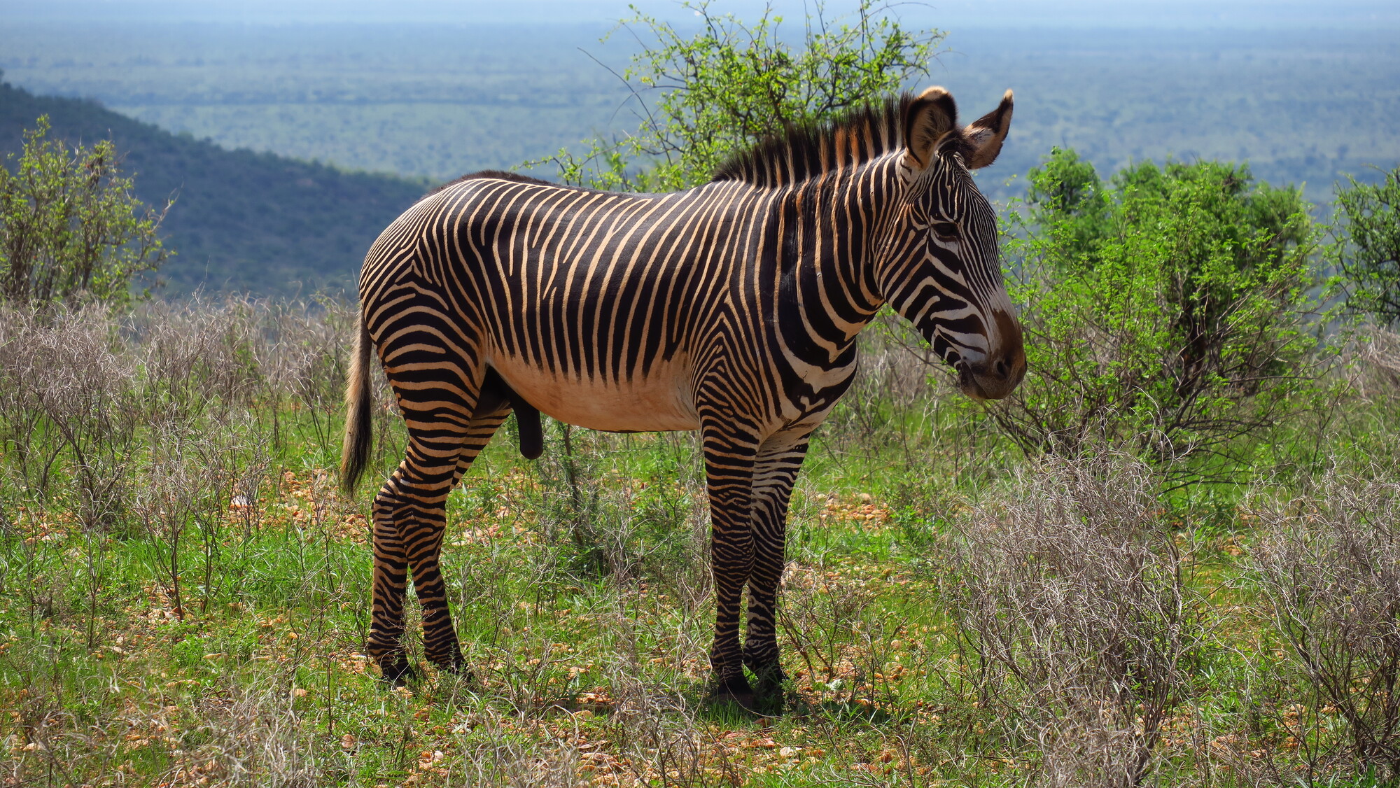 Una cebra Grevy endémica en Samburu