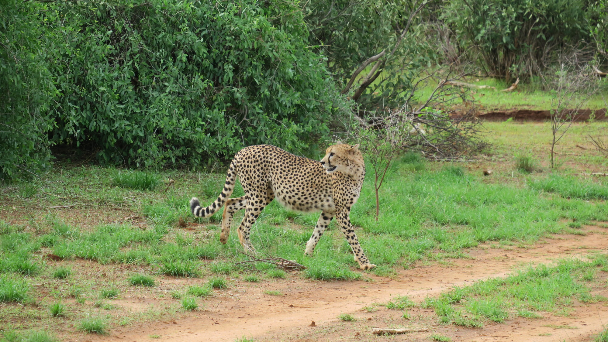 Una gueparda embarazada en Samburu.