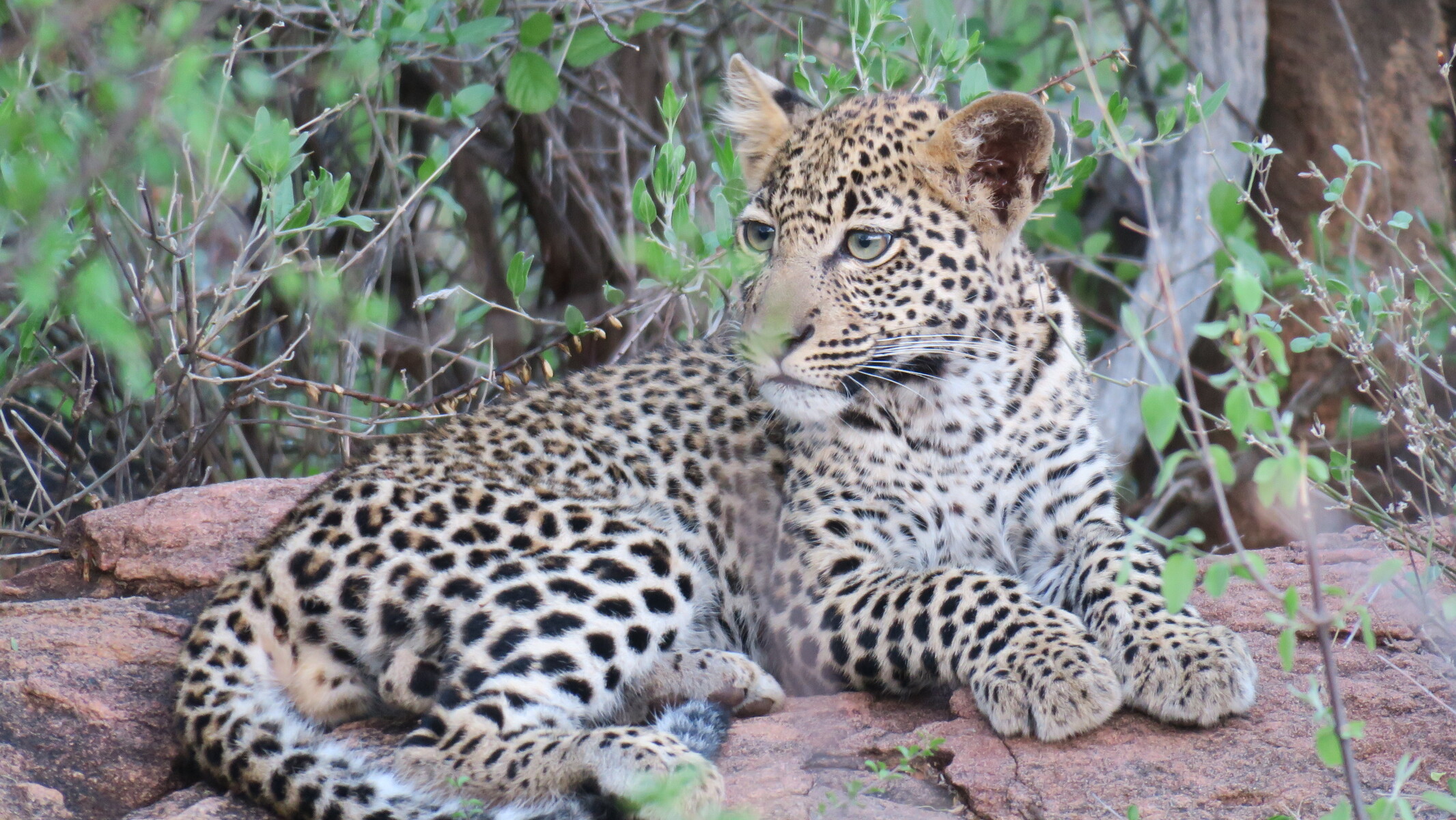 Una cría de leopardo durante el safari en Samburu Kenia