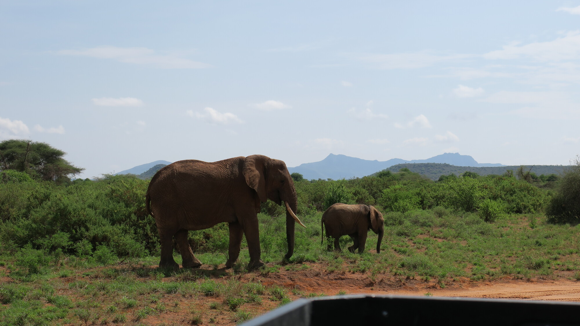 Elefantes durante el safari en Samburu